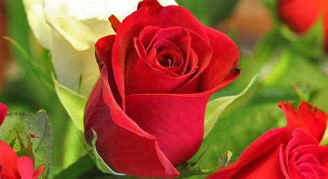 Imágenes de flores y rosas con Frases de amor HERMOSAS