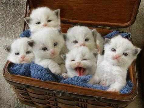 Imágenes de gatitos bebes muy tiernos y bonitos con frases