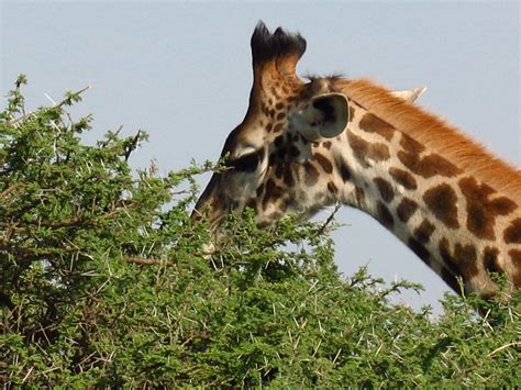 Imagenes de jirafas comiendo   Imagui