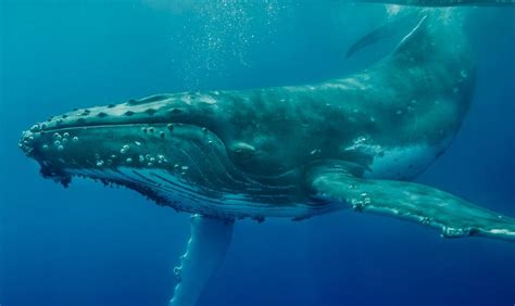 Imágenes de la ballena yubarta :: Imágenes y fotos