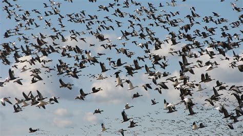 Imagenes de las aves migratorias, 2012   Wetland Link ...
