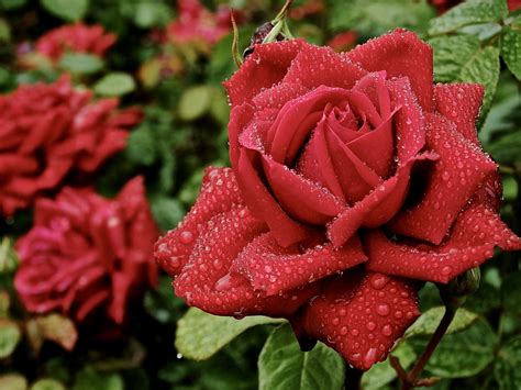Imágenes de las Rosas más hermosas   Imagui
