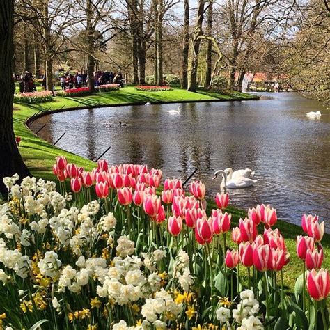 Imagenes De Los Jardines de Keukenhof   Países Bajos