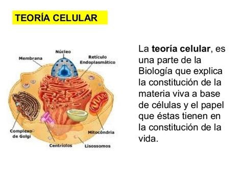 imágenes de los principios de la teoría celular   Brainly.lat