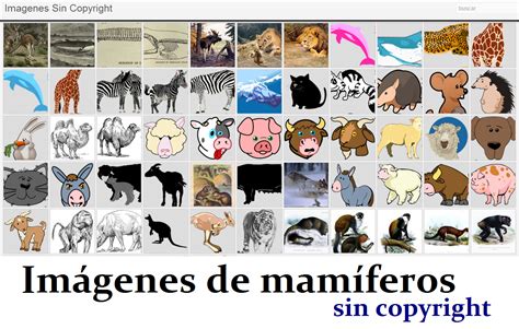 Imágenes de mamíferos sin derechos de autor