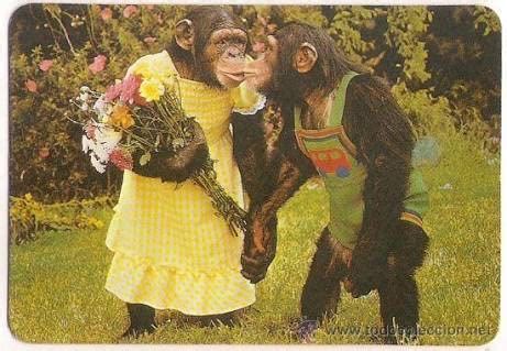 Imágenes de monos enamorados | Descargar imágenes gratis
