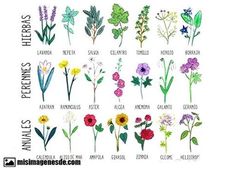 Imágenes de nombres de flores | Imágenes