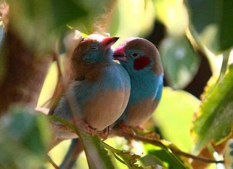 imágenes de pájaros bonitos   Buscar con Google | Imágenes de pájaro ...