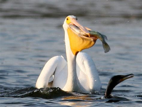 Imagenes+De+Pelícanos+Aves | American war | Pelican bird ...