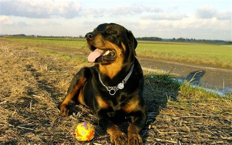 Imágenes de Perros Rottweiler | Fondos Wallpappers Portadas
