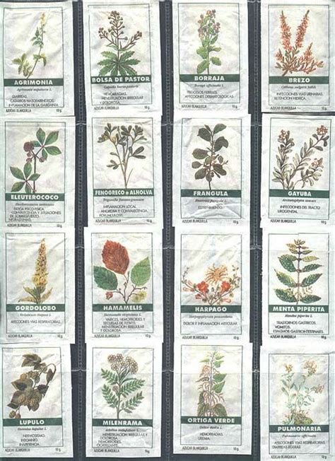Imagenes de plantas medicinales y sus nombres   Imagui ...