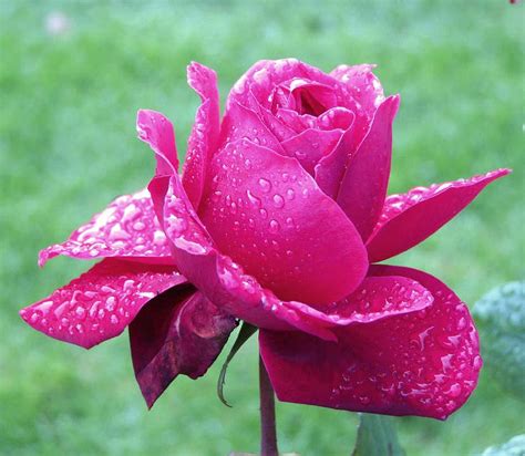 Imágenes de rosas hermosas para descargar gratis 33 fotos HD