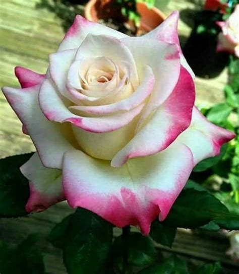 Imágenes de ROSAS las más Hermosas Flores