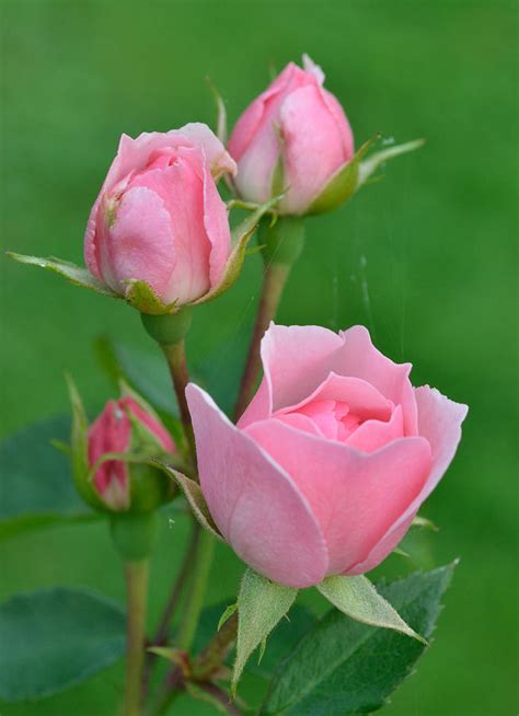 Imágenes de ROSAS las más Hermosas Flores