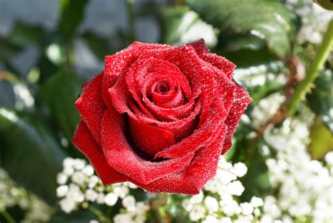 Imagenes de rosas lindas   imagenes lindas