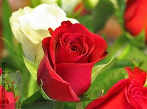 imagenes de rosas para descargar para el celular | Beautiful rose ...