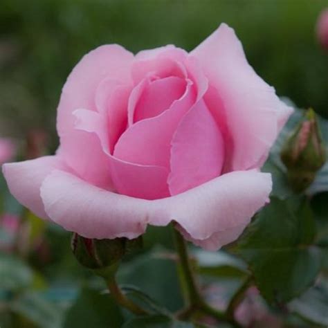 Imágenes de rosas preciosas 1.0 apk | androidappsapk.co