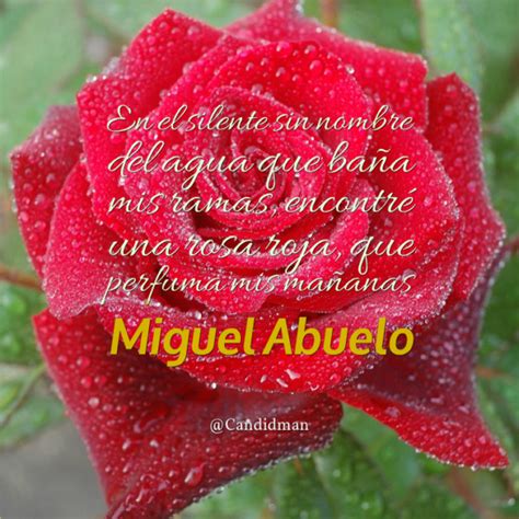 Imágenes de rosas rojas con frases de amor | Información imágenes