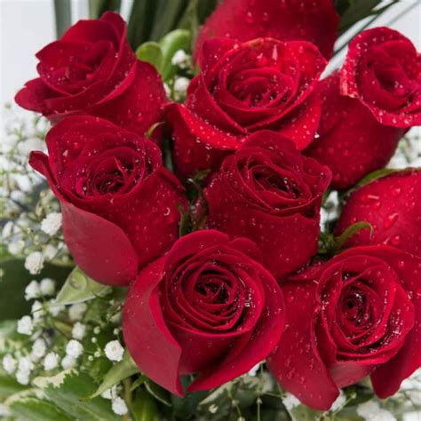 Imagenes de rosas rojas   Fotos de amor & Imagenes de amor