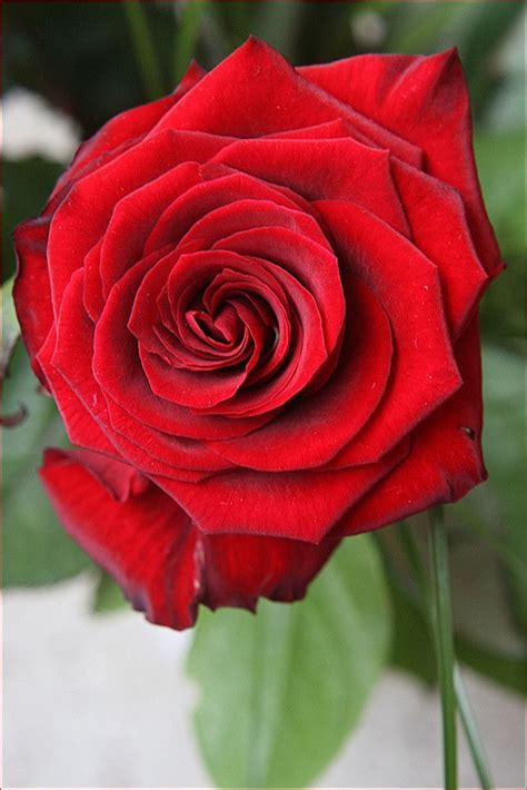 Imagenes De Rosas Rojas Hermosas   imagenes de rosas rojas hermosas ...