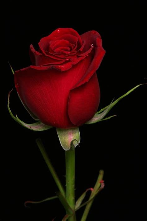 imagenes de rosas rojas hermosas para descargar gratis | Rosas rojas ...