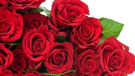Imágenes de rosas rojas   Imagenes de Amor
