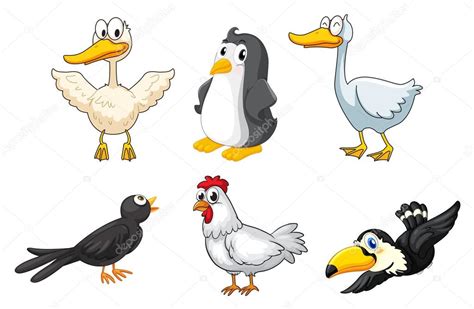 Imágenes de tipos de aves | Imágenes