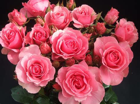 Imágenes de tipos de ramos de rosas para novia lindos