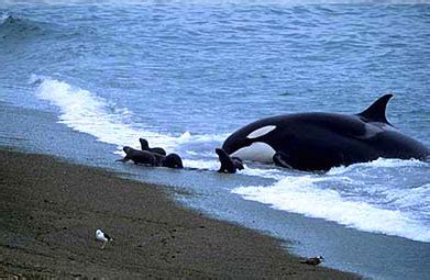 Imágenes del mundo animal: Orca