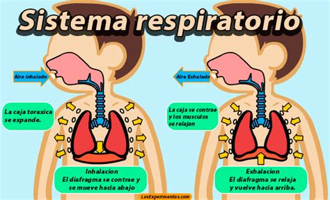 imagenes del sistema respiratorio para niños , !   Brainly.lat