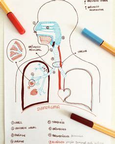 Imágenes del sistema respiratorio para niños | Medical school studying ...