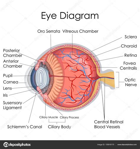 Imágenes: diagrama del ojo humano | Educación tabla de ...