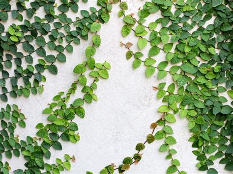Imágenes: enredadera pared | planta enredadera de hojas verdes en la ...