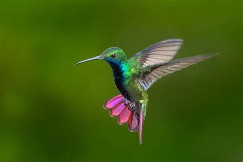Imágenes espectaculares de los colibríes   Su plumaje