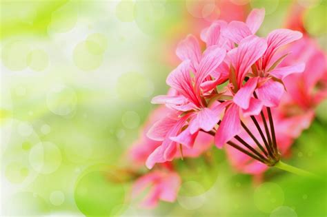 imagenes fotograficas: Imagenes bonitas de flores para colocar como ...