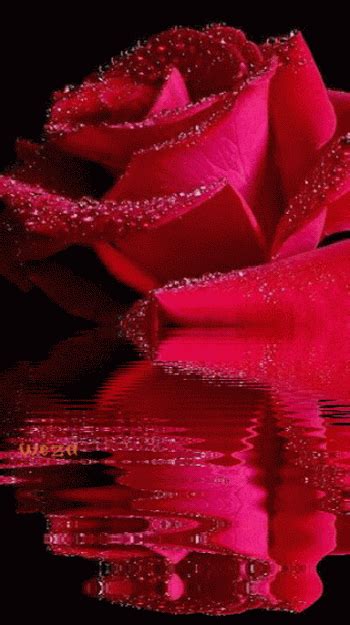 Imagenes Gif Animadas de Rosas Con Reflejo En El Agua