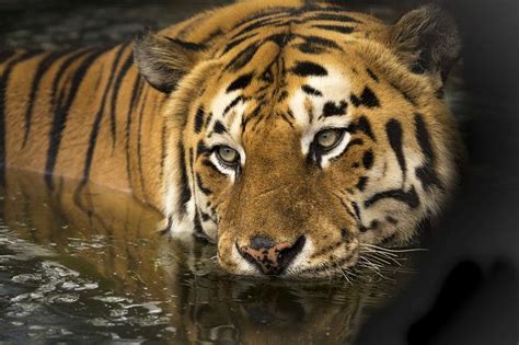 Imágenes gratis   Pixabay | Tiger pictures, Animal symbolism, Animals