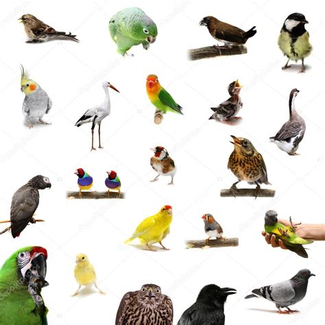 Imágenes: grupo de aves | Grupo de aves en blanco — Foto ...