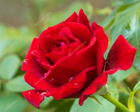 Imágenes: hermosas de rosas | hermosas rosas rojas — Foto de stock ...