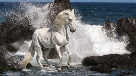 Imagenes Hilandy: Fondo de Pantalla Animales caballo blanco