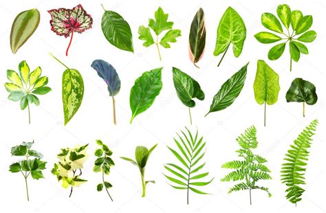 Imágenes: hojas de plantas | hojas de diferentes plantas ...