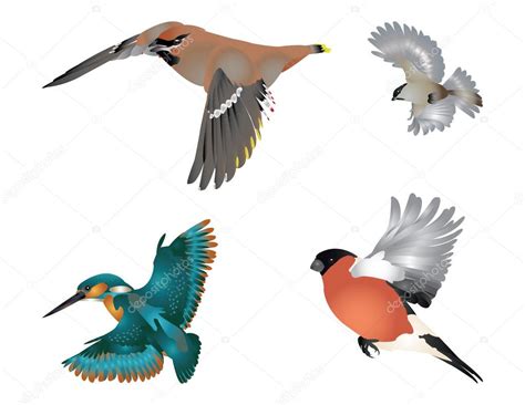 Imágenes: ilustraciones de aves voladoras | colección de ...
