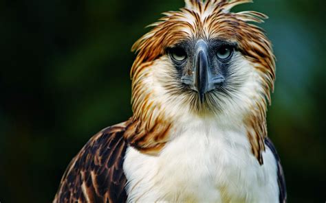 Imágenes: La espectacular águila filipina