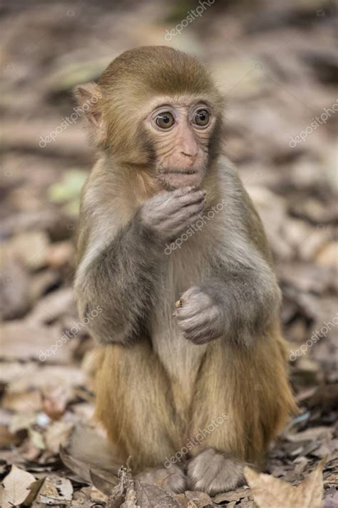 Imágenes: macacos | Macaque del macaco de las especies más ...