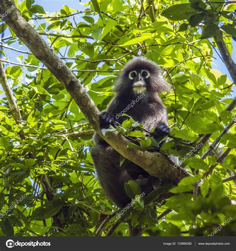 Imágenes: mono con anteojos | Mono de anteojos en Parque ...