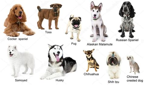 Imágenes: perros | Distintas razas de perros juntos — Foto ...