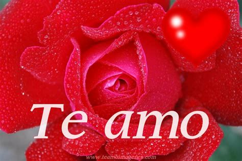 Imágenes románticas de rosas con frase TE AMO   Imágenes de Amor ...