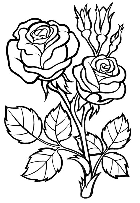 Imagenes Rosas Para Colorear / Dibujos de rosas para colorear, pintar e ...