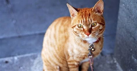 Imagenes Sin Copyright: Bonito gato naranja con cascabel