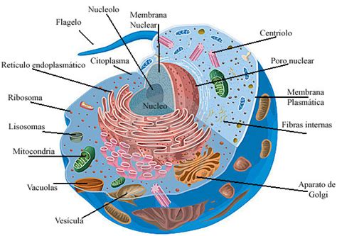Imagenes sobre la celula animal y sus partes   Imagui